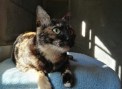 Lilu (4)